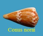 Conus norai, Da Motta & Raybaudi 1992